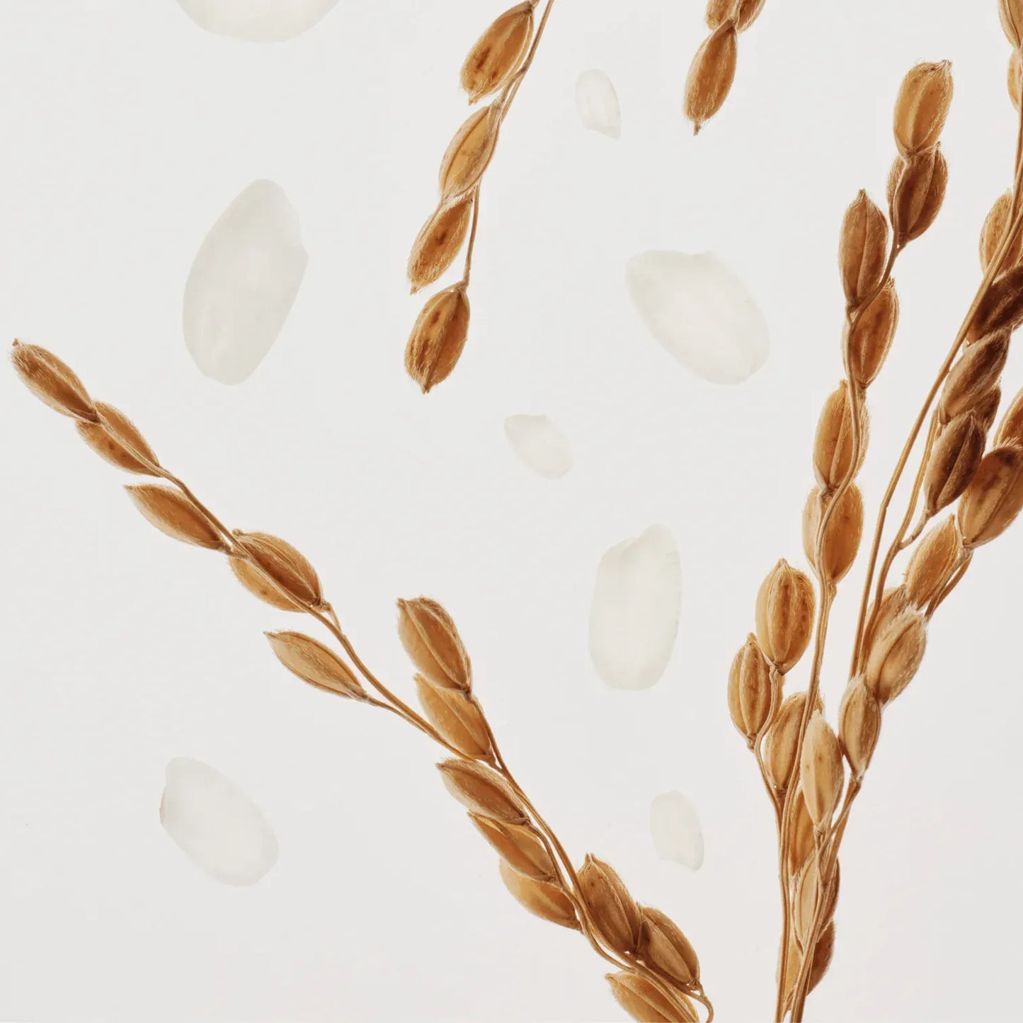 BEAUTY OF JOSEON - Glow Deep Serum : Rice + Alpha Aburtin 60ml