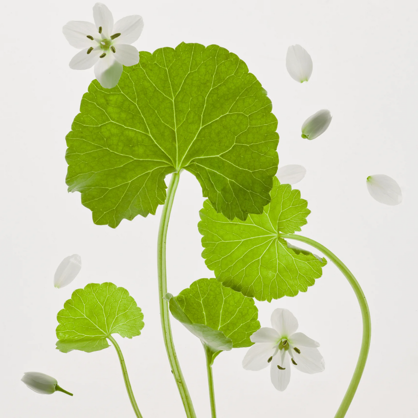 BEAUTY OF JOSEON - Light On Serum: Centella + Vita C 30ml