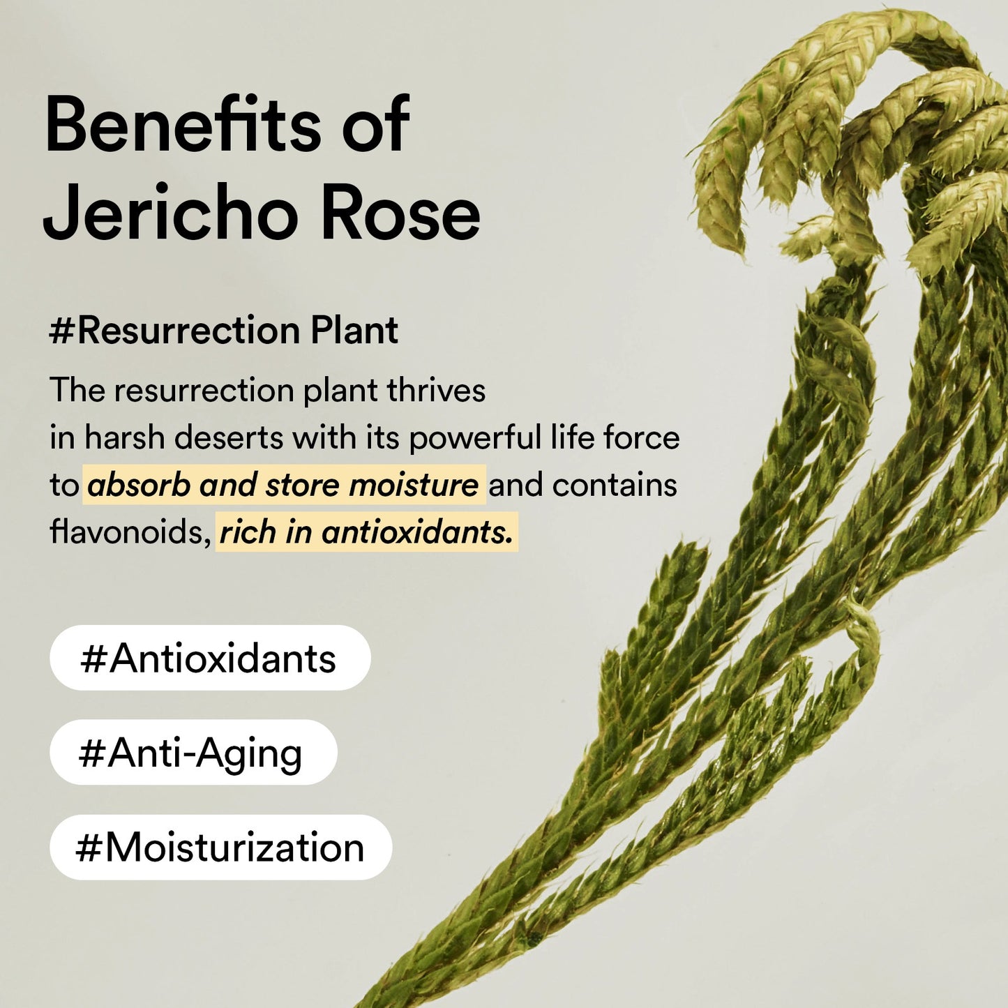 Abib - Jericho rose creme nutrition tube 75m